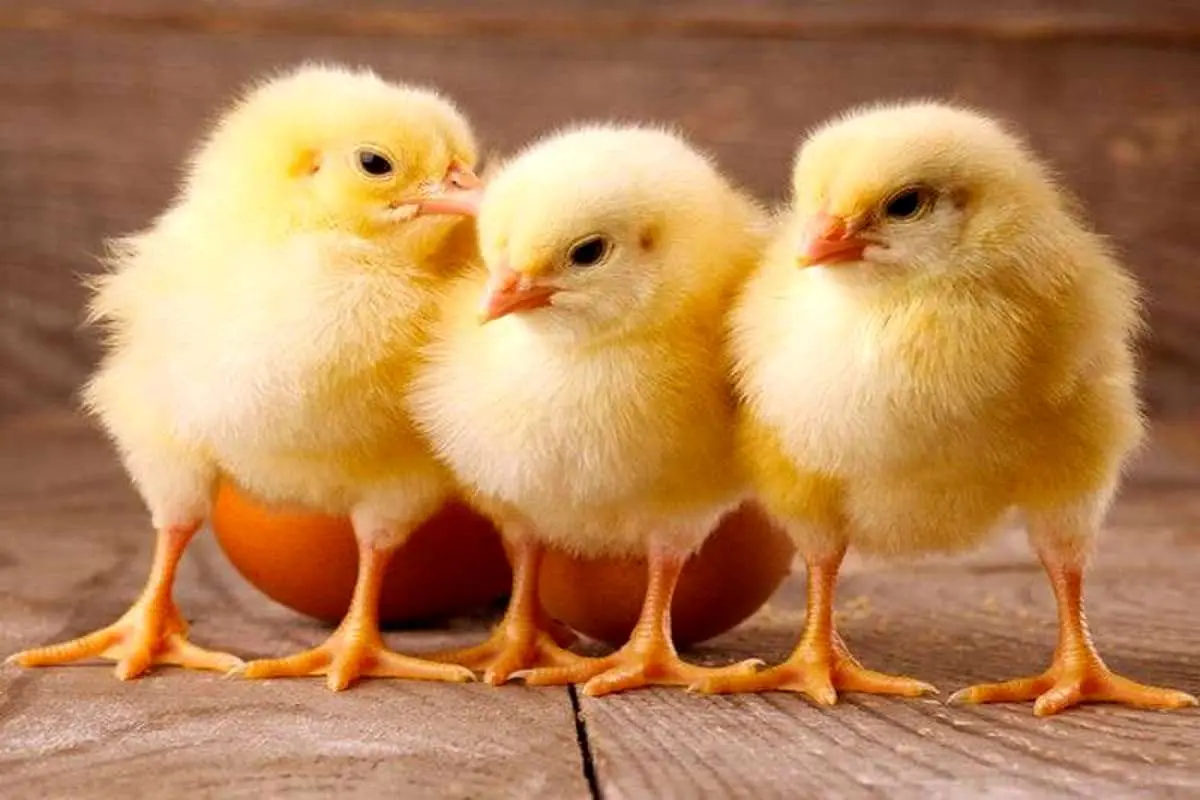 آشنایی با جوجه قوغاز