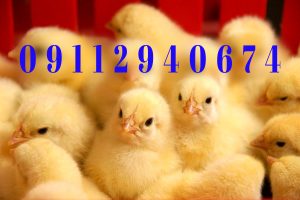 تأثیر استرس بر رشد جوجه یک روزه گوشتی