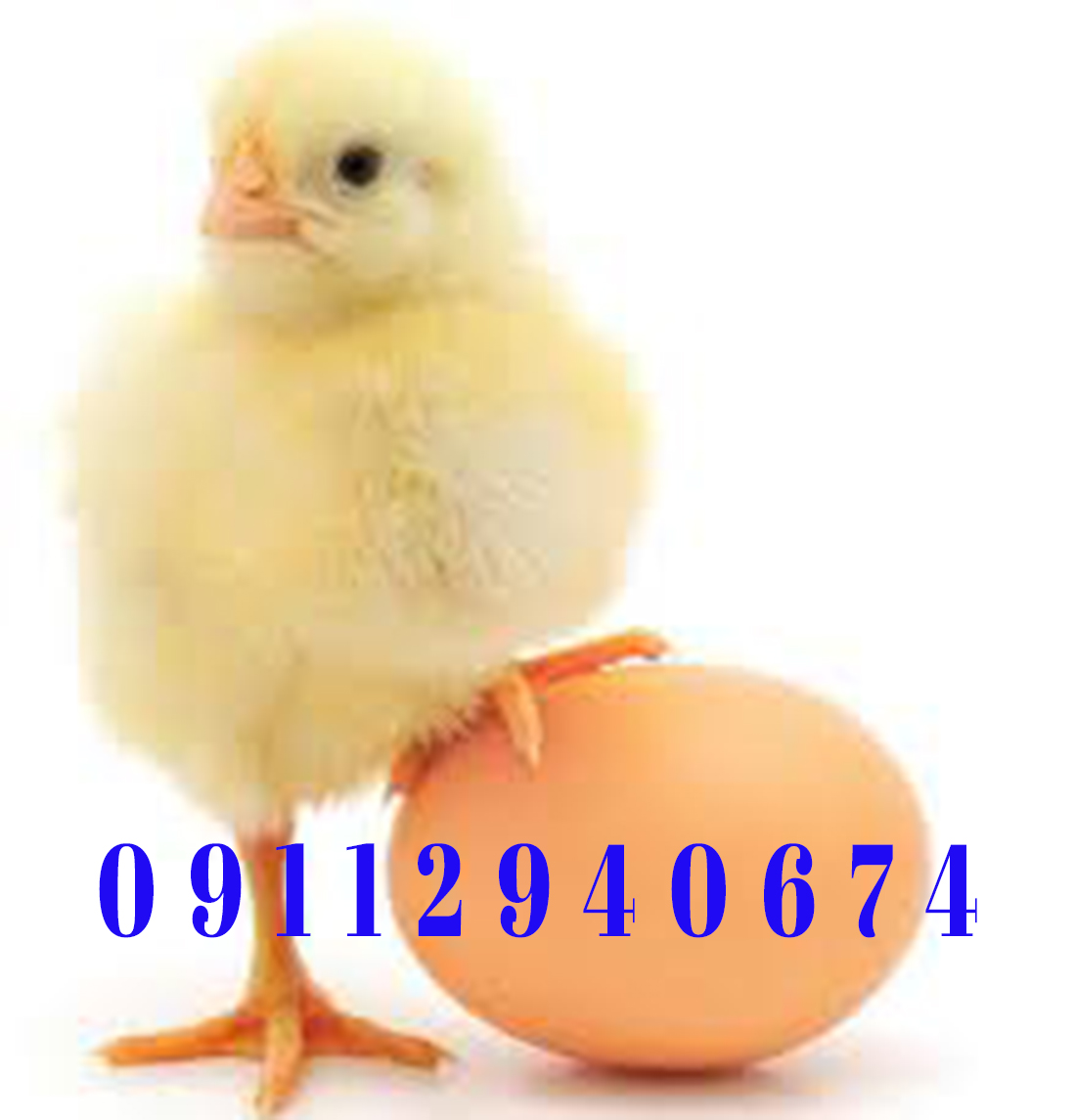 قیمت جوجه یک روزه نکا