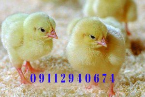 جوجه یک روزه نکا