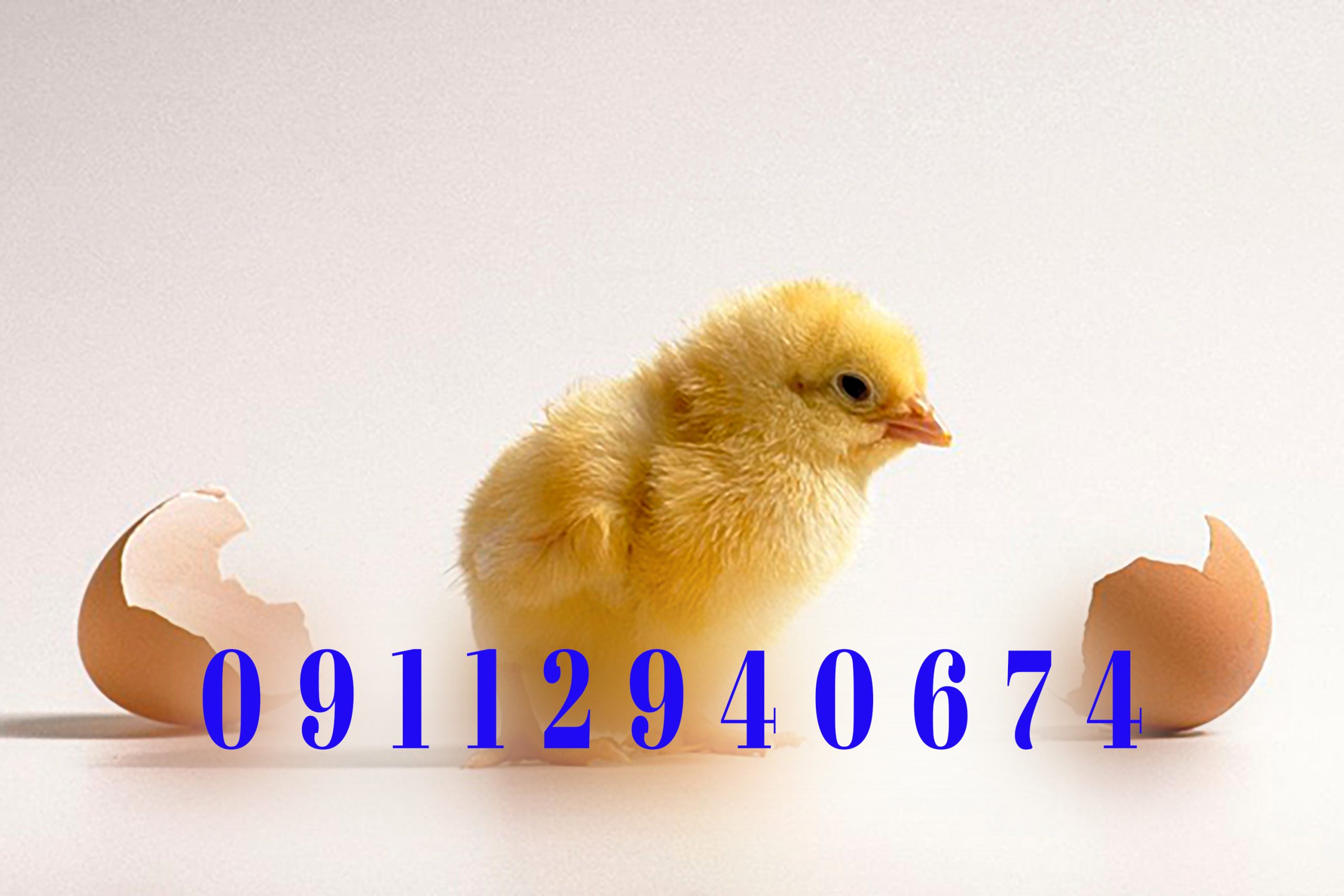 قیمت جوجه یک روزه راس در آمل امروز | خرید َمستقیم و بدون واسطه