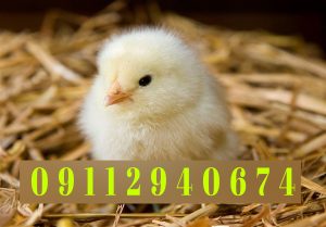 نکات مهم در خرید جوجه یک روزه گوشتی