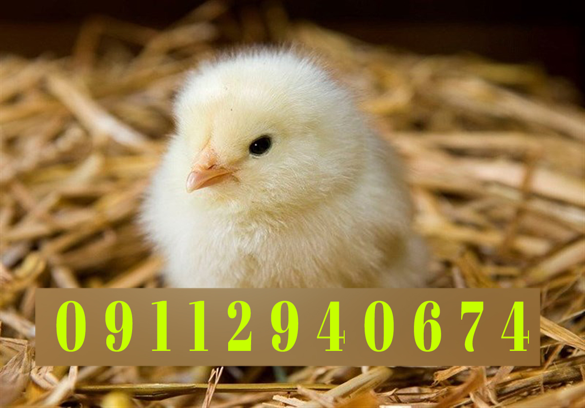 شرایط نگهداری جوجه یک روزه گوشتی در مراحل اولیه