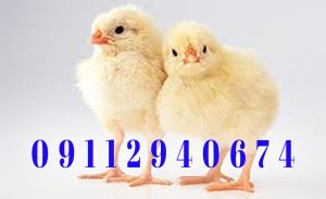 بهترین فروشگاه جوجه یکروزه راس آمل | ارسال به سراسر استان