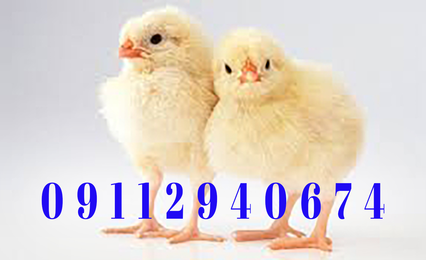 خرید مستقیم جوجه یکروزه راس از بهترین فارم های آمل