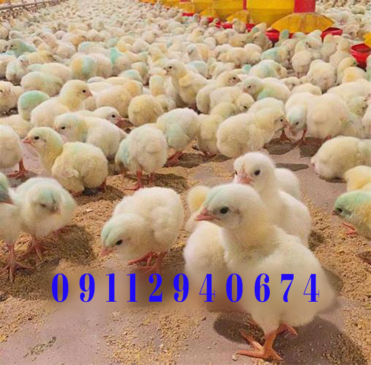خرید مستقیم جوجه یکروزه راس از بهترین فارم های آمل
