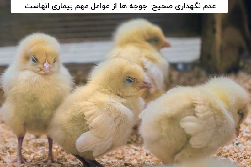 بیماریهای جوجه یکروزه
