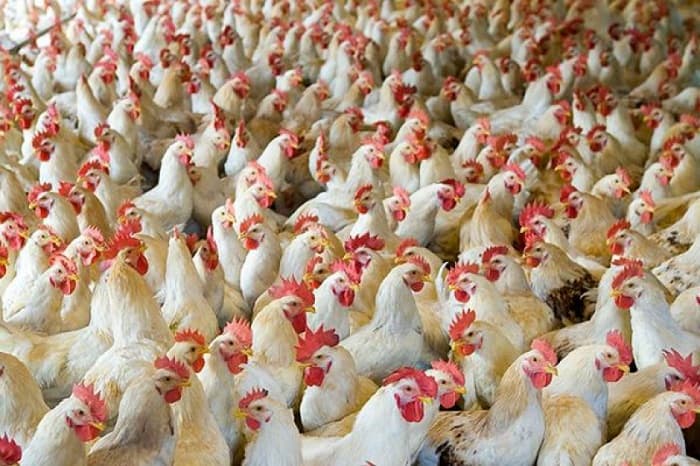 قیمت جوجه یکروزه راس